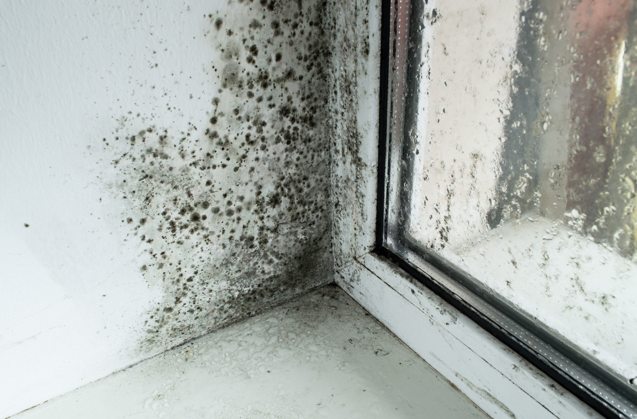 black mold in the corner of the window sill. moldy plastic windows.